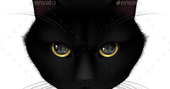 Box cat black info 05 590