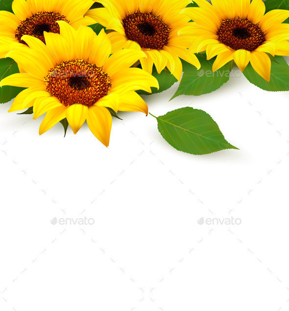 01 flower background with yellow sunflowers t