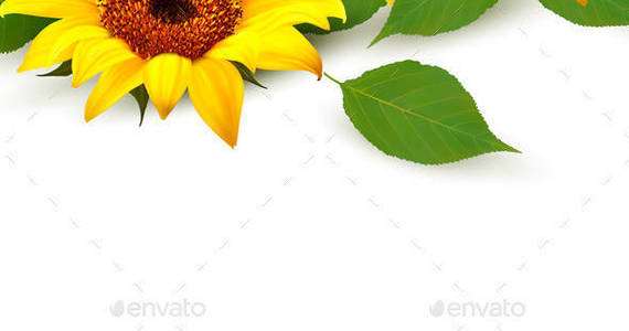 Box 01 flower background with yellow sunflowers t