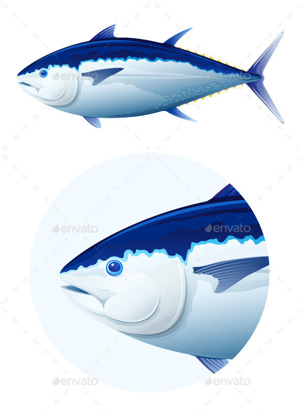 Bluefin tuna fish 590