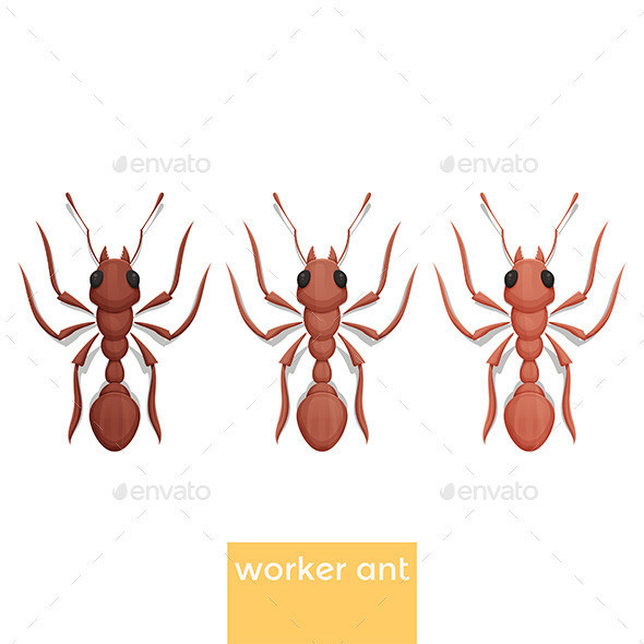 Worker ant image preview