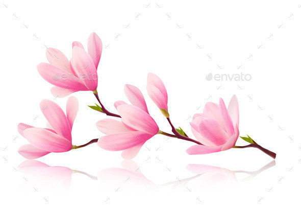 01 flower background with blossom branch of beauty pink magnolia t