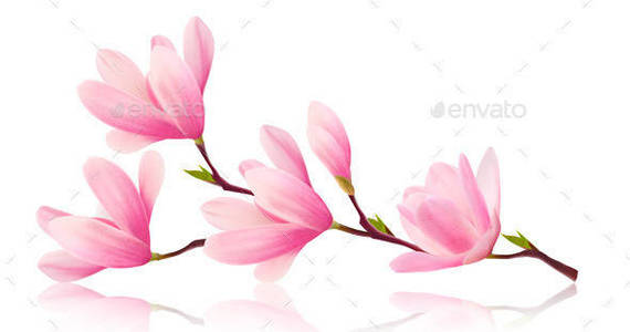 Box 01 flower background with blossom branch of beauty pink magnolia t