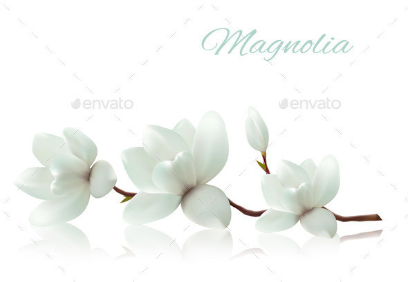 01 nature background with white magnolia1 t