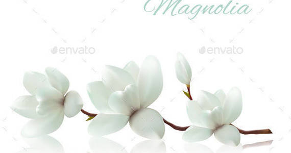 Box 01 nature background with white magnolia1 t