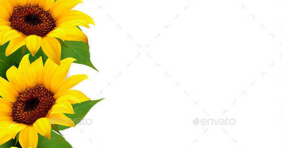 Box 01nature flower background with yellow sunflowers t