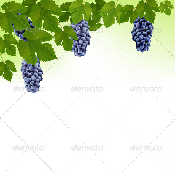 01 fruit background t