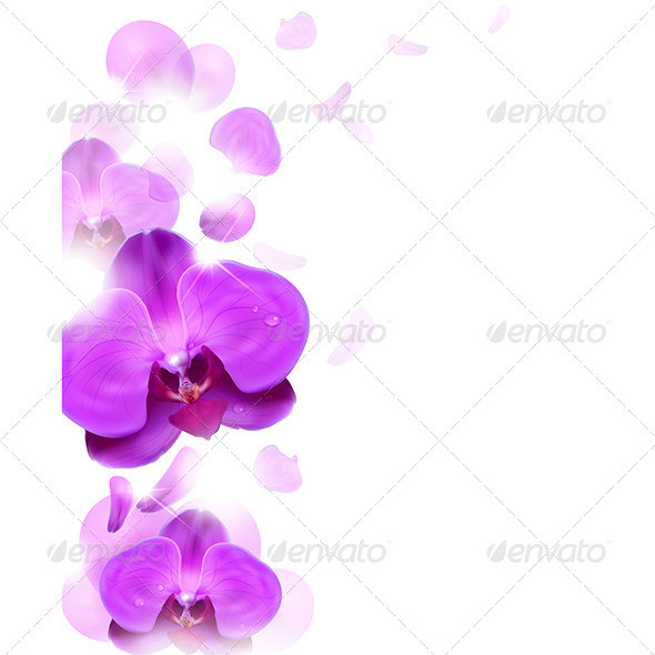 Purple 20orchid