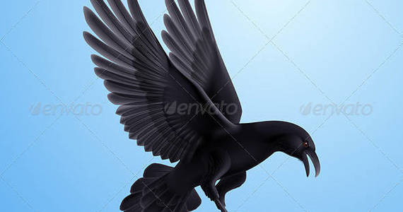 Box raven 07 590