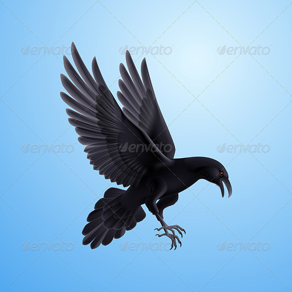 Raven 07 590