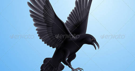 Box raven 06 590