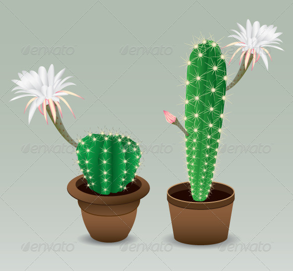 Cactus 20with 20flower 20  20preview