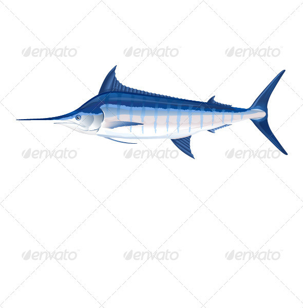 Blue marlin fish 590