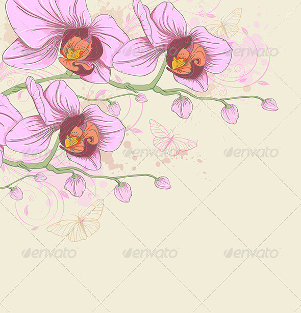 Pink orchids590