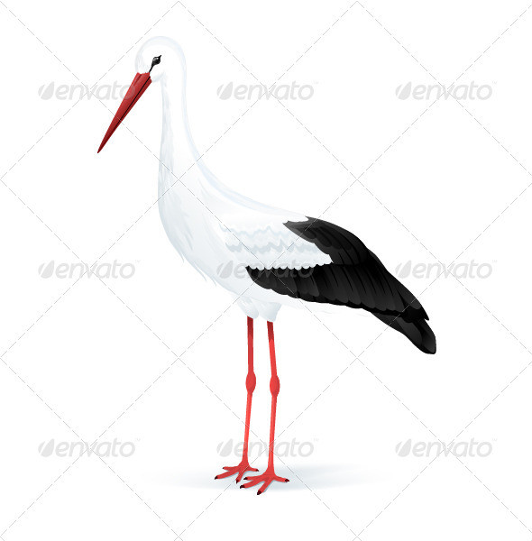 White stork 590