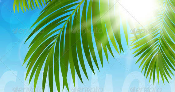 Box palm 20tree