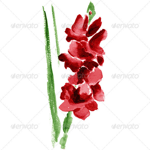 Watercolor 20gladiolus 20flower pv