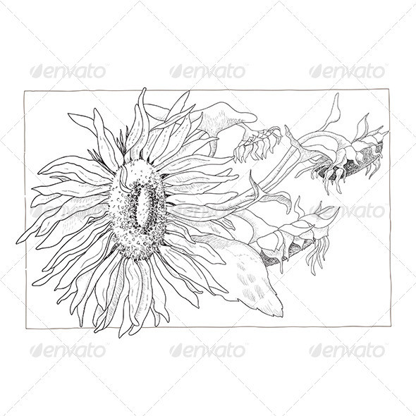 Sunflower 20illustration 20in 20black 20and 20white pv