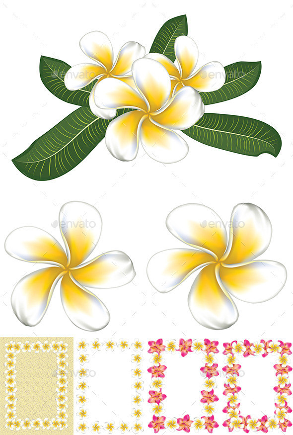 White 20plumeria 20 frangipani  20pw