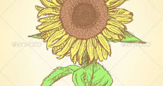 Box 2014 06 25 59 sunflower c