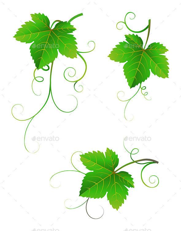 Grape 20leaves 20pw