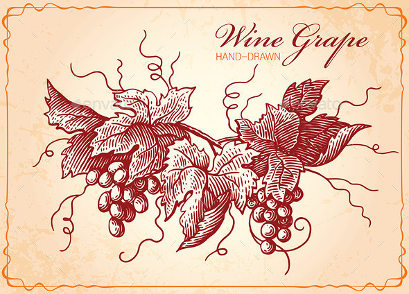 Wine grape 1 590