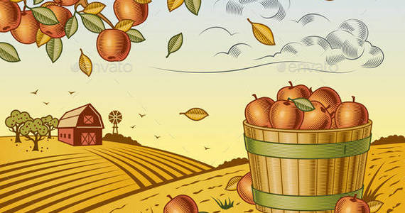 Box p apple harvest landscape