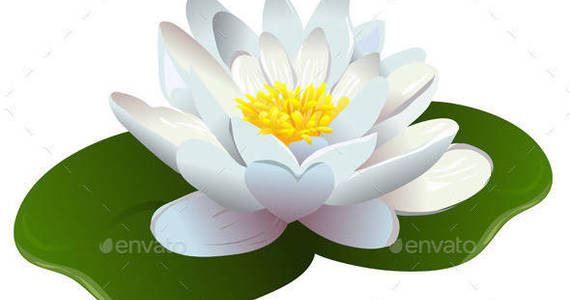 Box lotus 20flower image 20preview