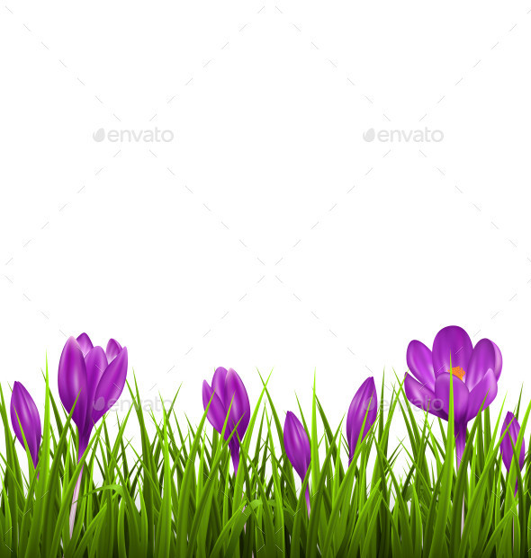 Flowers 0003 crocus field isolated am ipr