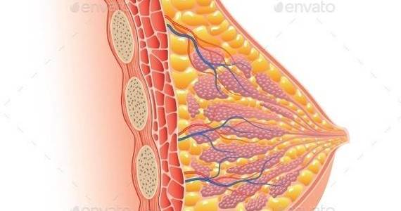 Box breast anatomy isolated 01