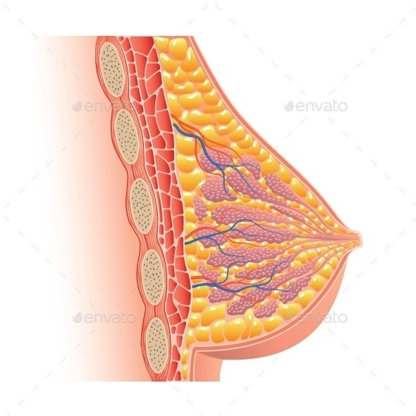 Breast anatomy isolated 01