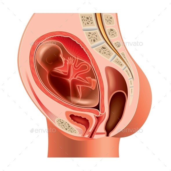 Pregnant anatomy fetus isolated 01