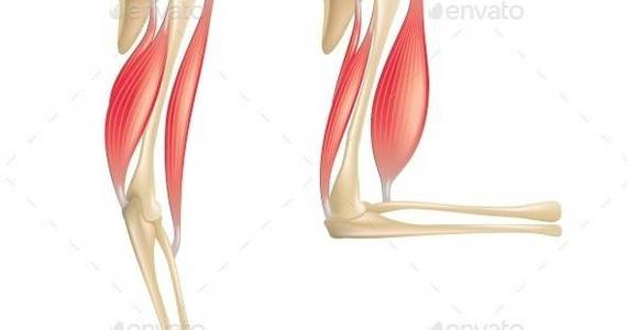 Box elbow joint isolated 01