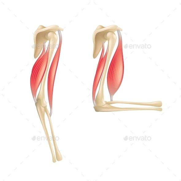 Elbow joint isolated 01