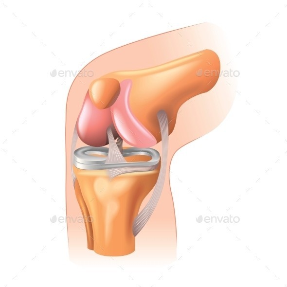 Knee joint isolated 01