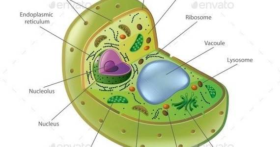 Box plant cell isolated 01