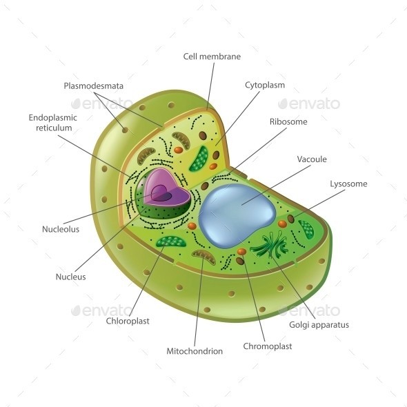 Plant cell isolated 01
