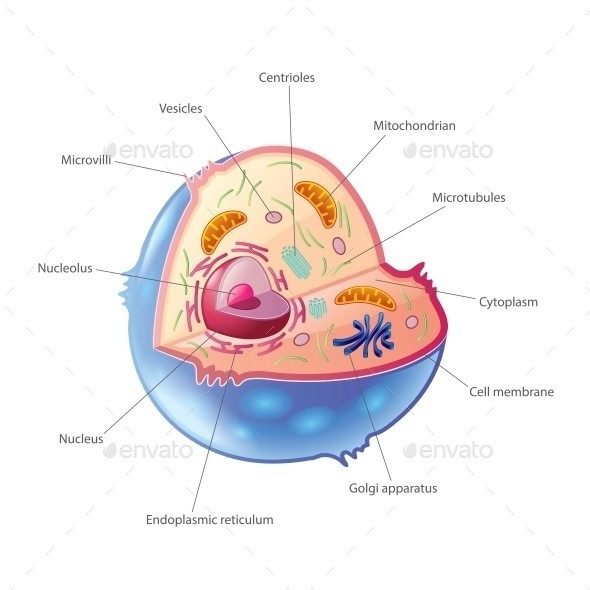 Animal cell isolated 01