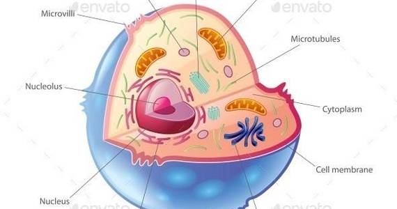 Box animal cell isolated 01