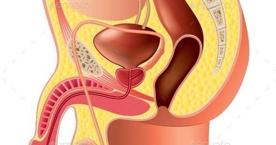 Box male reproductive system isolated 01