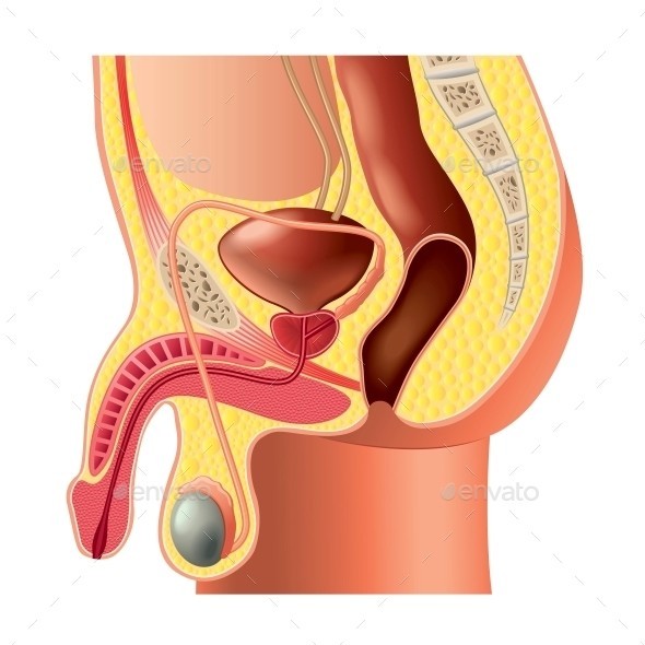 Male reproductive system isolated 01