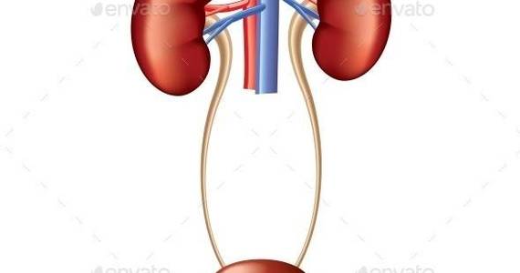 Box urinary system isolated 01