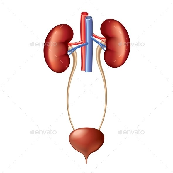 Urinary system isolated 01