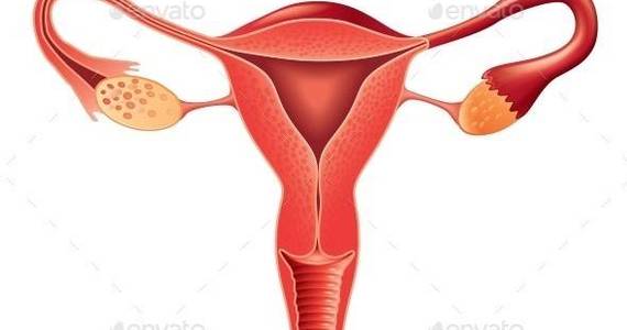 Box female reproductive system isolated 01