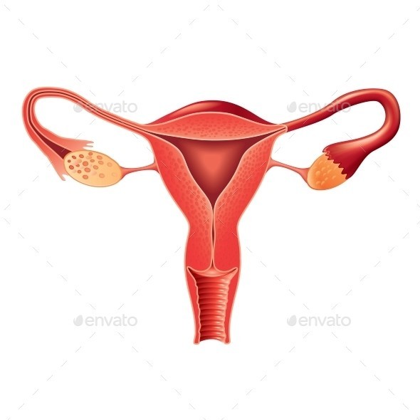 Female reproductive system isolated 01