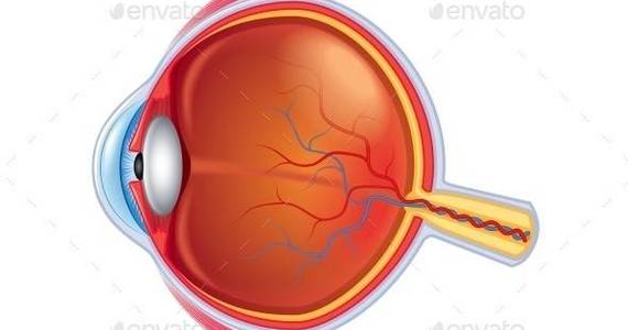 Box eye anatomy isolated 01