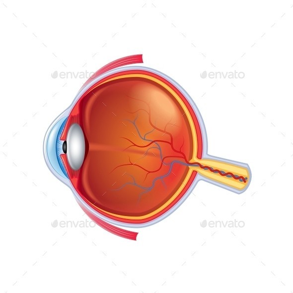 Eye anatomy isolated 01