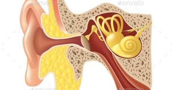 Box ear anatomy isolated 01