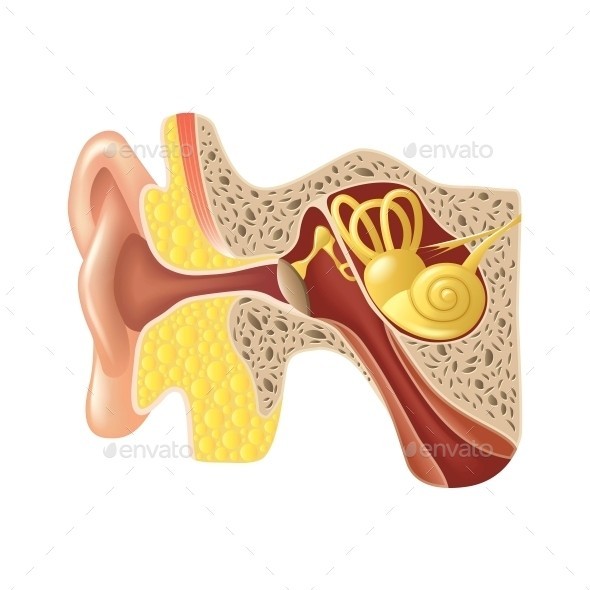 Ear anatomy isolated 01