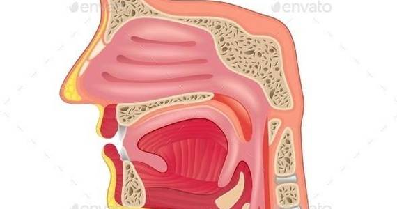 Box nose anatomy isolated 01